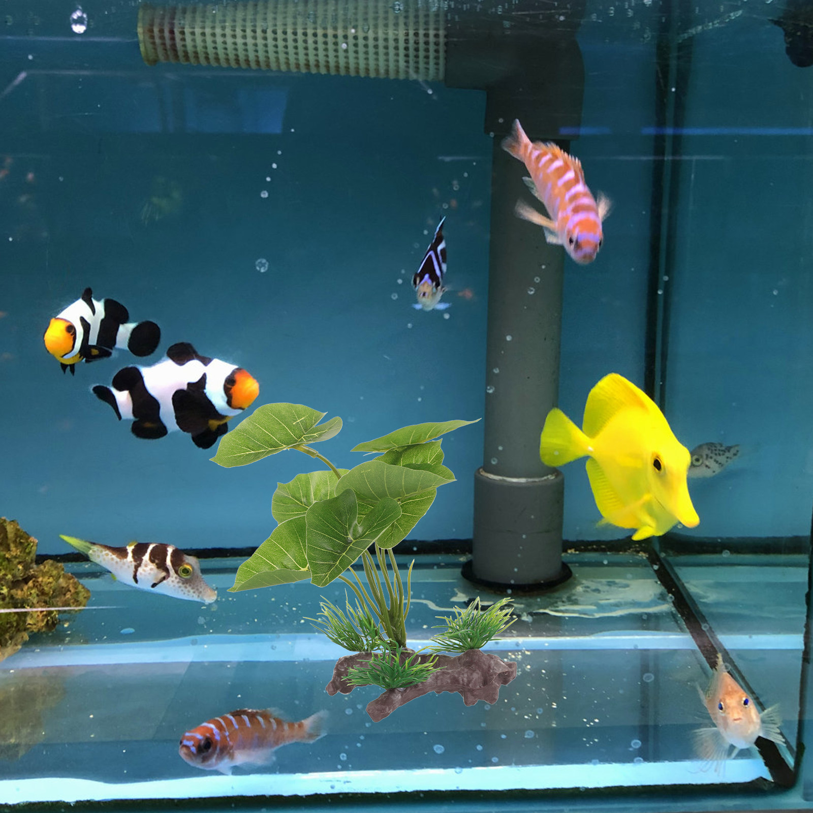 Planted Aquarium Care - 베타 물고기 수조, 파충류 사육장 및