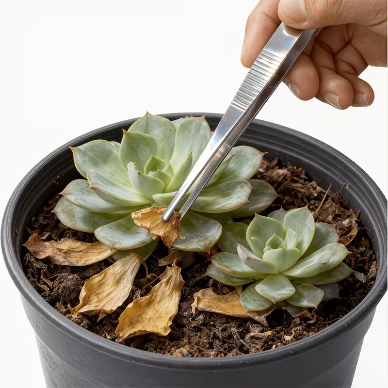Planted Aquarium Care - 20cm 스테인리스강 핀셋 세트 2개 –