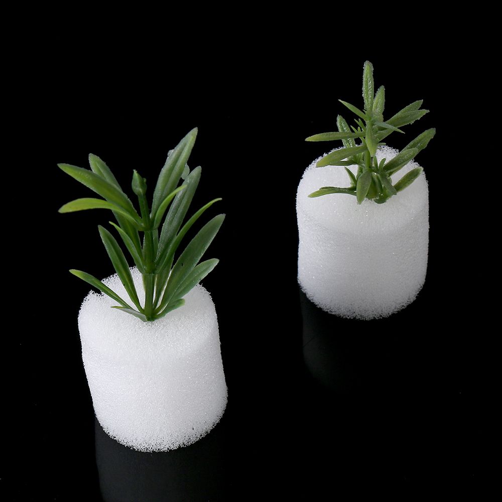 Aquarium Plant Seeds - 10/50개 내구성 있는 식물 재배용 수족관