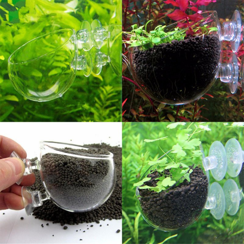 Aquarium Plant Seeds - 수족관 행잉 식물 화분 유리 실린더