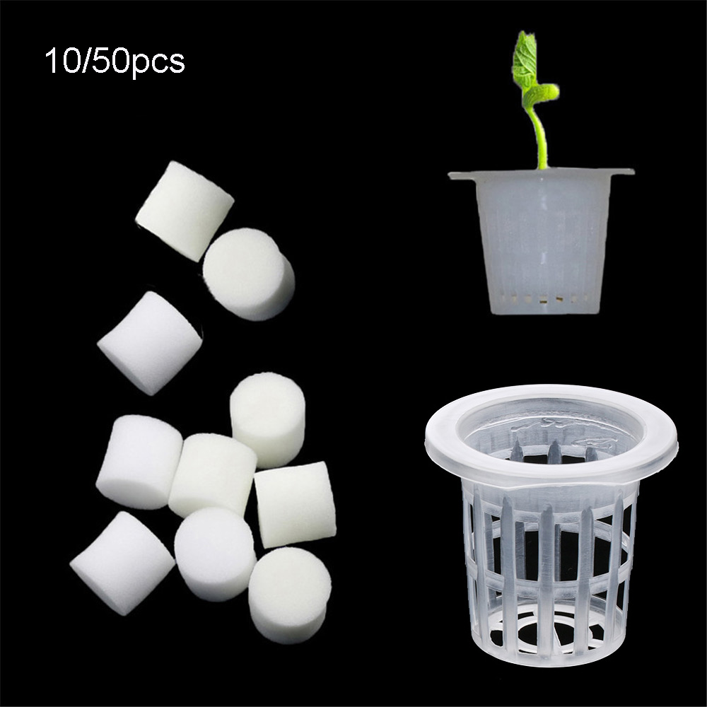 Aquarium Planted Seeds - 10/50개 내구성 있는 수경재배용 무토양 씨앗