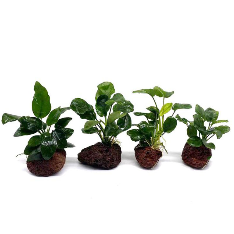 화산 수족관 장식 물고기 탱크 식물 고정 냄비 폴카 수 - Aquarium Planted Tank Filter 리뷰 및 가격