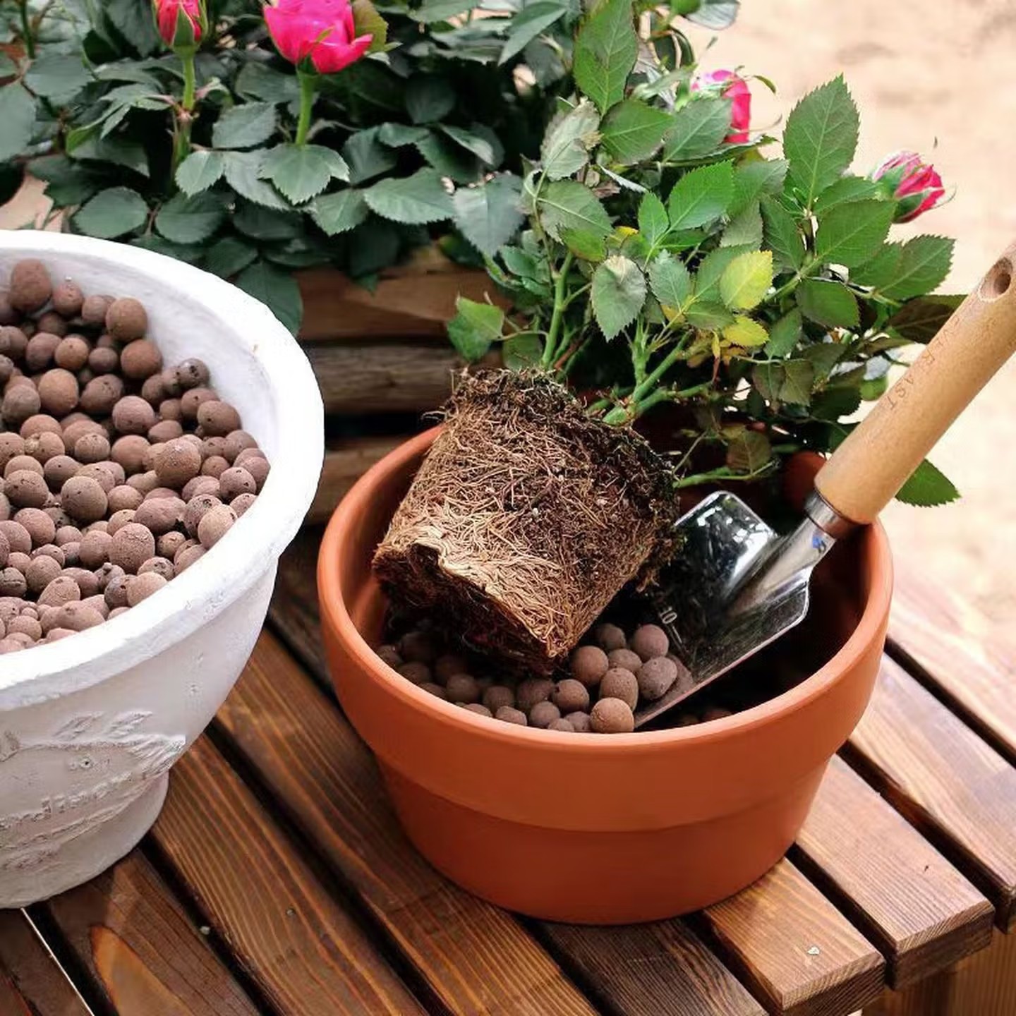 100-500g 재사용 가능한 수경재배용 점토 페블 꽃 - Aquasoil Substrate 리뷰 및 가격