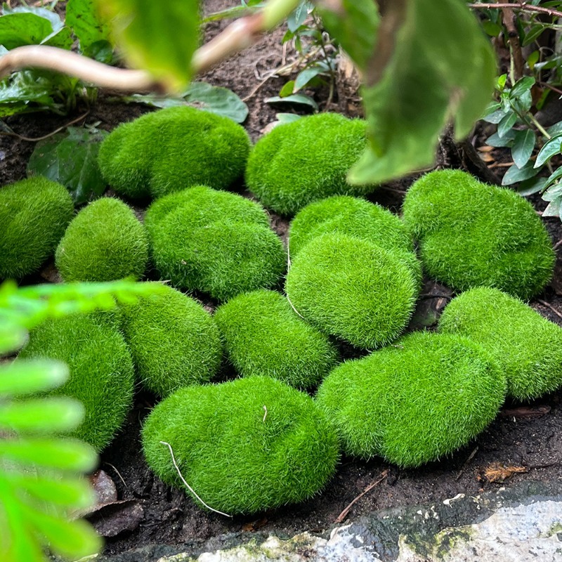 5/30pcs 시뮬레이션 이끼 돌 인공 이끼 돌 공 가 - Aquarium Plant Seeds 리뷰 및 가격