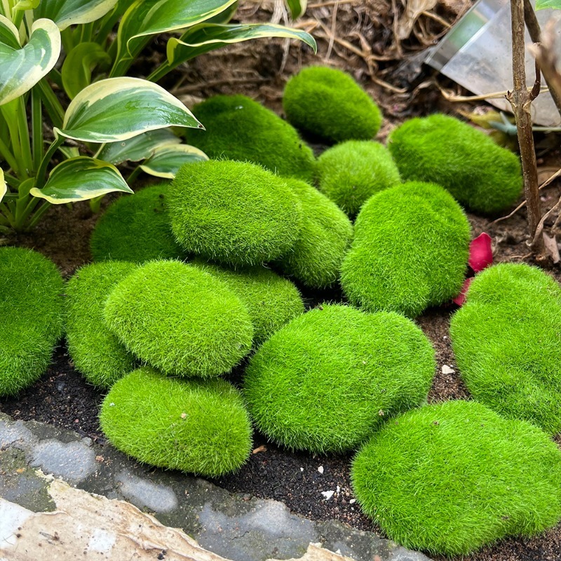 5/30pcs 시뮬레이션 이끼 돌 인공 이끼 돌 공 가 - Aquarium Plant Seeds 리뷰 및 가격