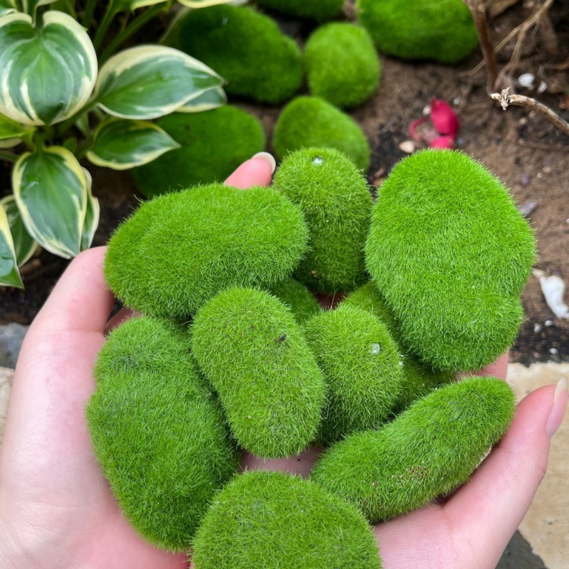 5/30pcs 시뮬레이션 이끼 돌 인공 이끼 돌 공 가 - Aquarium Plant Seeds 리뷰 및 가격