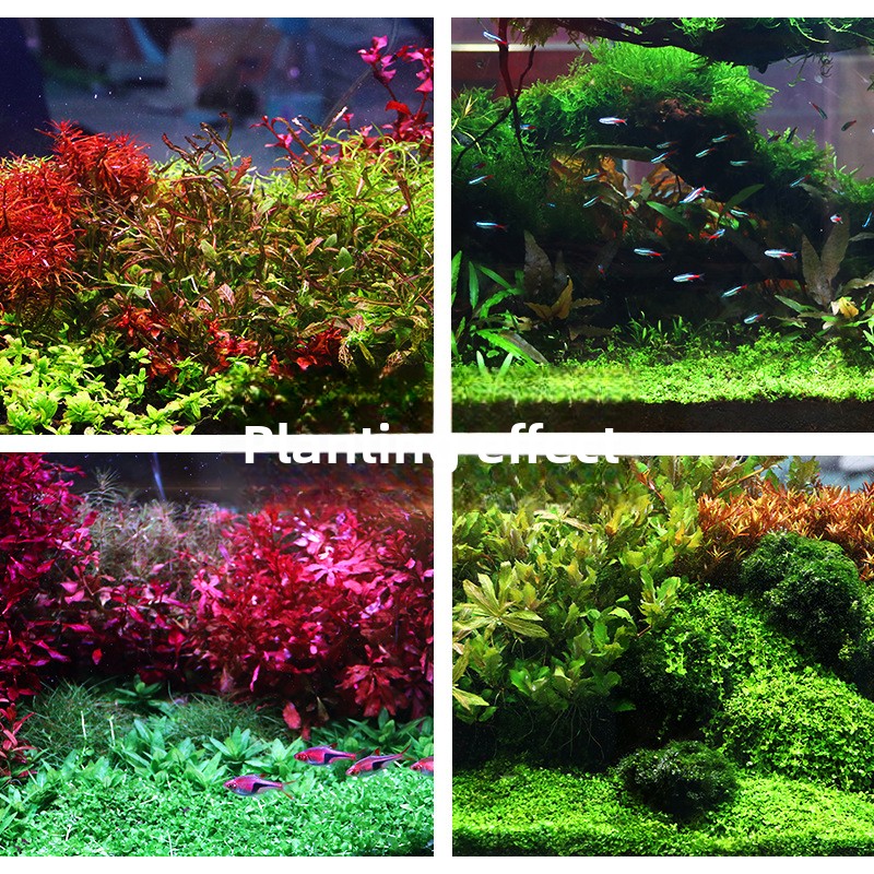 시스엔시아가 수초용 토양-영양소 풍부한 바닥 모래 (대 - Aquarium Plant Seeds 리뷰 및 가격