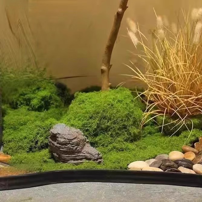 200g 영원한 생명 이끼 DIY 공예 잔디 인공 녹색 - Aquarium Plant Seeds 리뷰 및 가격