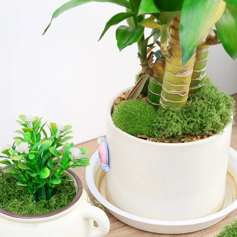 30/300G 인공 리얼 모스 페어리 가든 웨딩 파티  - Aquarium Plant Seeds 리뷰 및 가격