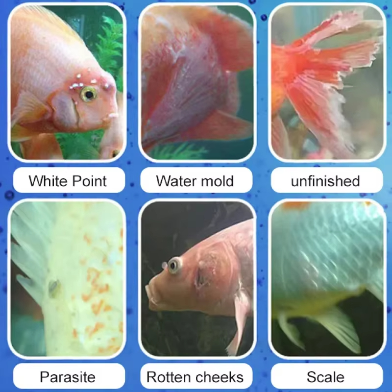 시케잔 어류 질병 치료 및 질소화 세균 |   담수/해 - Aquarium Plant Seeds 리뷰 및 가격