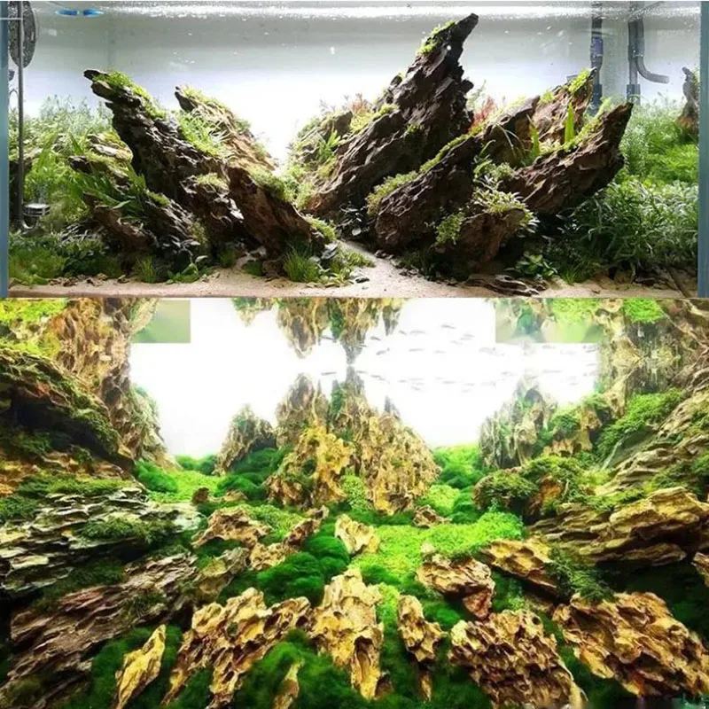 250g 500g 1000g 천연 수족관 장식 돌 Ro - Aquarium Planted Seeds 리뷰 및 가격