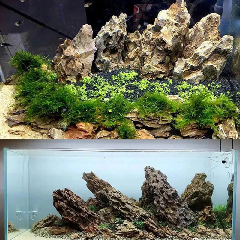 250g 500g 1000g 천연 수족관 장식 돌 Ro - Aquarium Planted Seeds 리뷰 및 가격