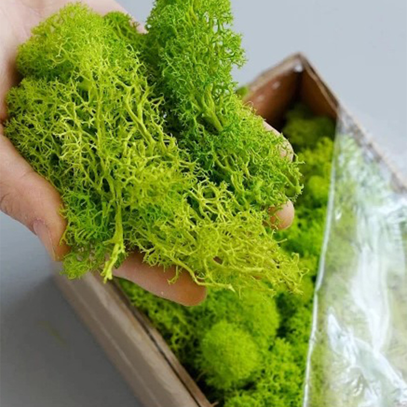 100/200/500g 영원한 생명 이끼 DIY 공예  - Aquarium Plant Seeds 리뷰 및 가격