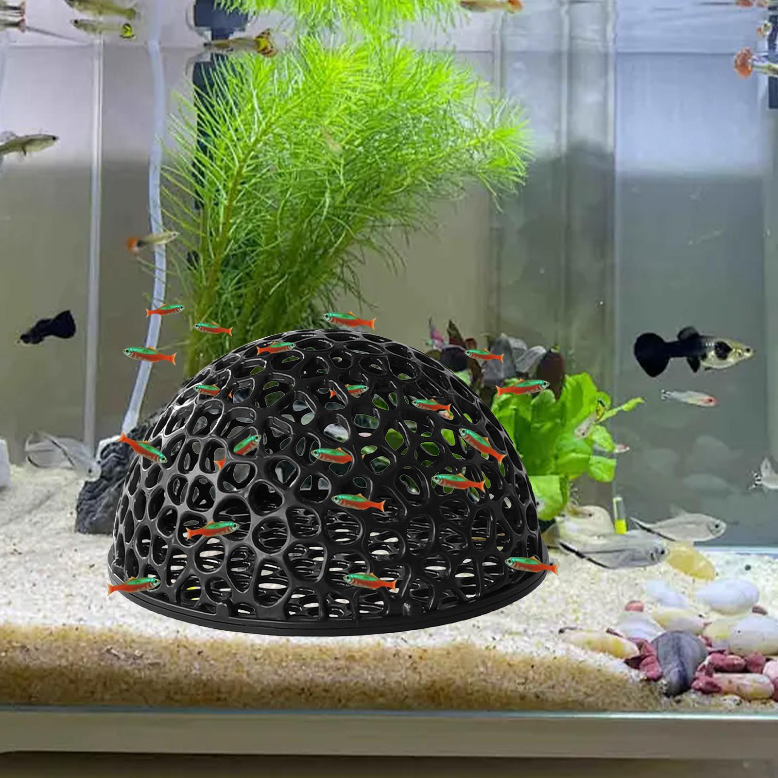 수족관 새우 은신처 수족관 장식 소형 어류 은신처 속이 - Aquarium Planted Seeds 리뷰 및 가격