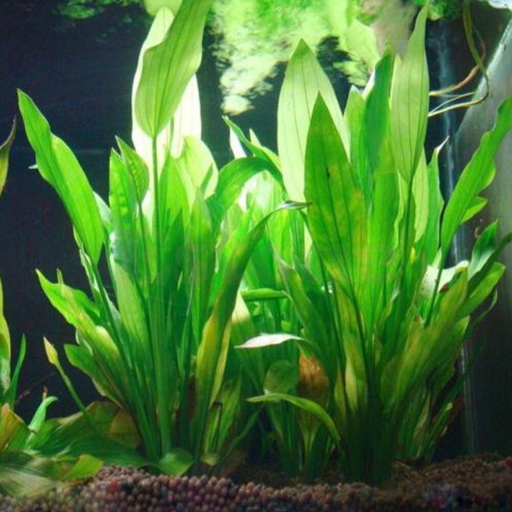 인공 수족관 장식 식물, 물 잡초 장식, 수생 식물,  - Aquarium Plant Seeds 리뷰 및 가격