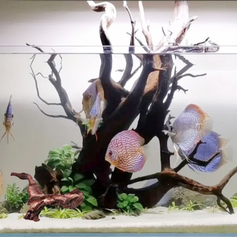 창의적인 불규칙 모양의 산호나무 천연 나무 유목 트렁크 - Aquarium Plant Design 리뷰 및 가격