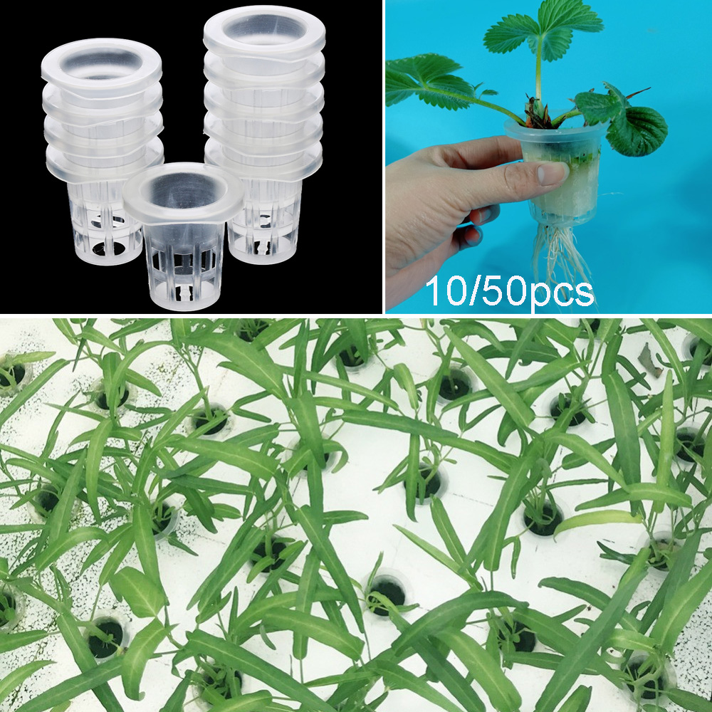 10/50개 정원 용품 수족관 식물 재배 무토양 수경재 - Aquarium Planted Seeds 리뷰 및 가격