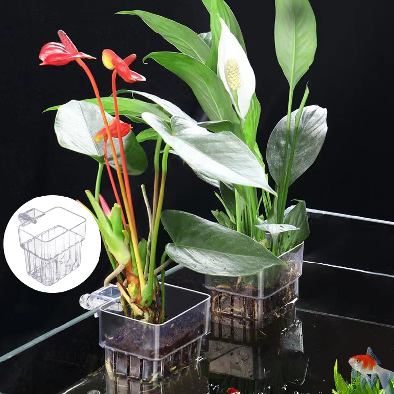 다기능 물고기 수족관 물 잔디 심기 컵, 사육 격리 상 - Aquarium Planted Fish Tank 리뷰 및 가격