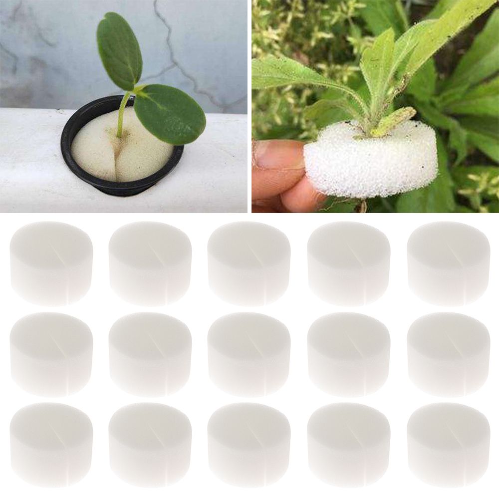 10/50개 내구성 있는 식물 재배용 수족관 씨앗 트레 - Aquarium Plant Seeds 리뷰 및 가격