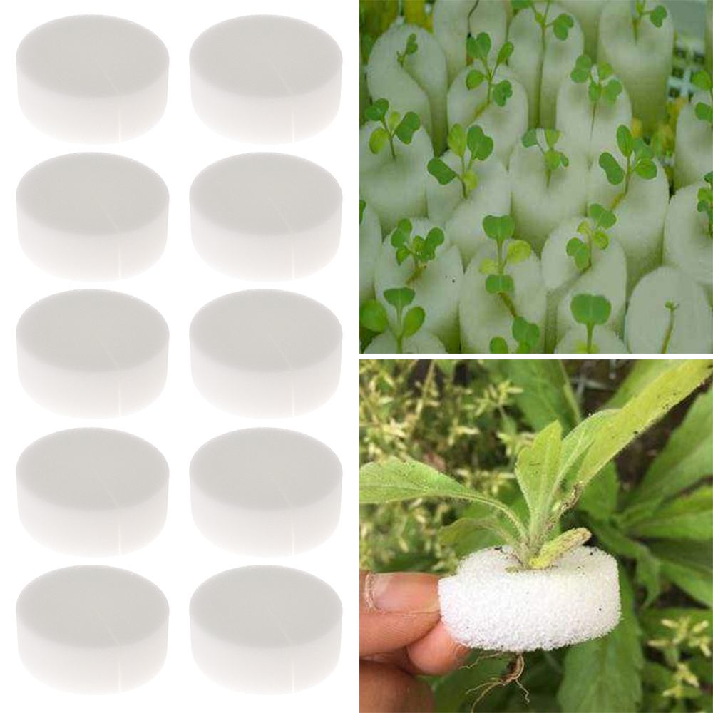 10/50개 내구성 있는 식물 재배용 수족관 씨앗 트레 - Aquarium Plant Seeds 리뷰 및 가격