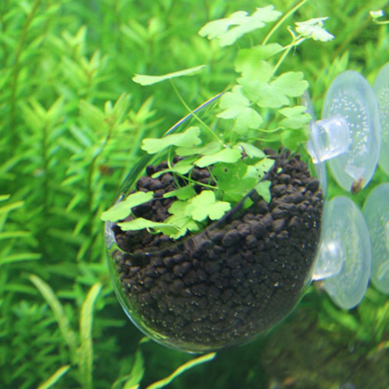 수족관 행잉 식물 화분 유리 실린더 컵, 빨판 포함,  - Aquarium Plant Seeds 리뷰 및 가격