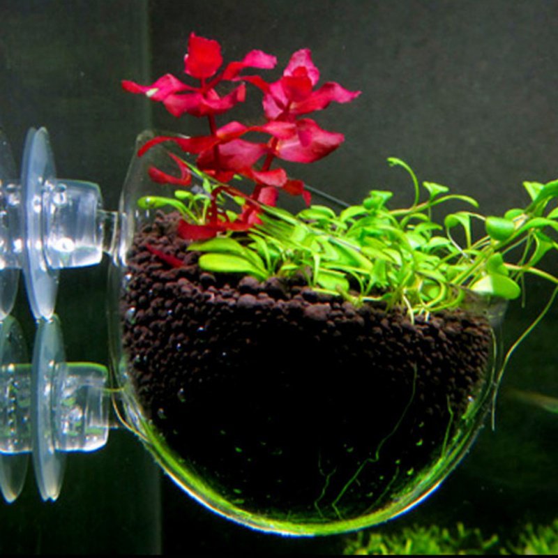 수족관 행잉 식물 화분 유리 실린더 컵, 빨판 포함,  - Aquarium Plant Seeds 리뷰 및 가격